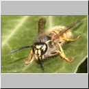 Vespula vulgaris - Gemeine Wespe 08c am Efeu.jpg